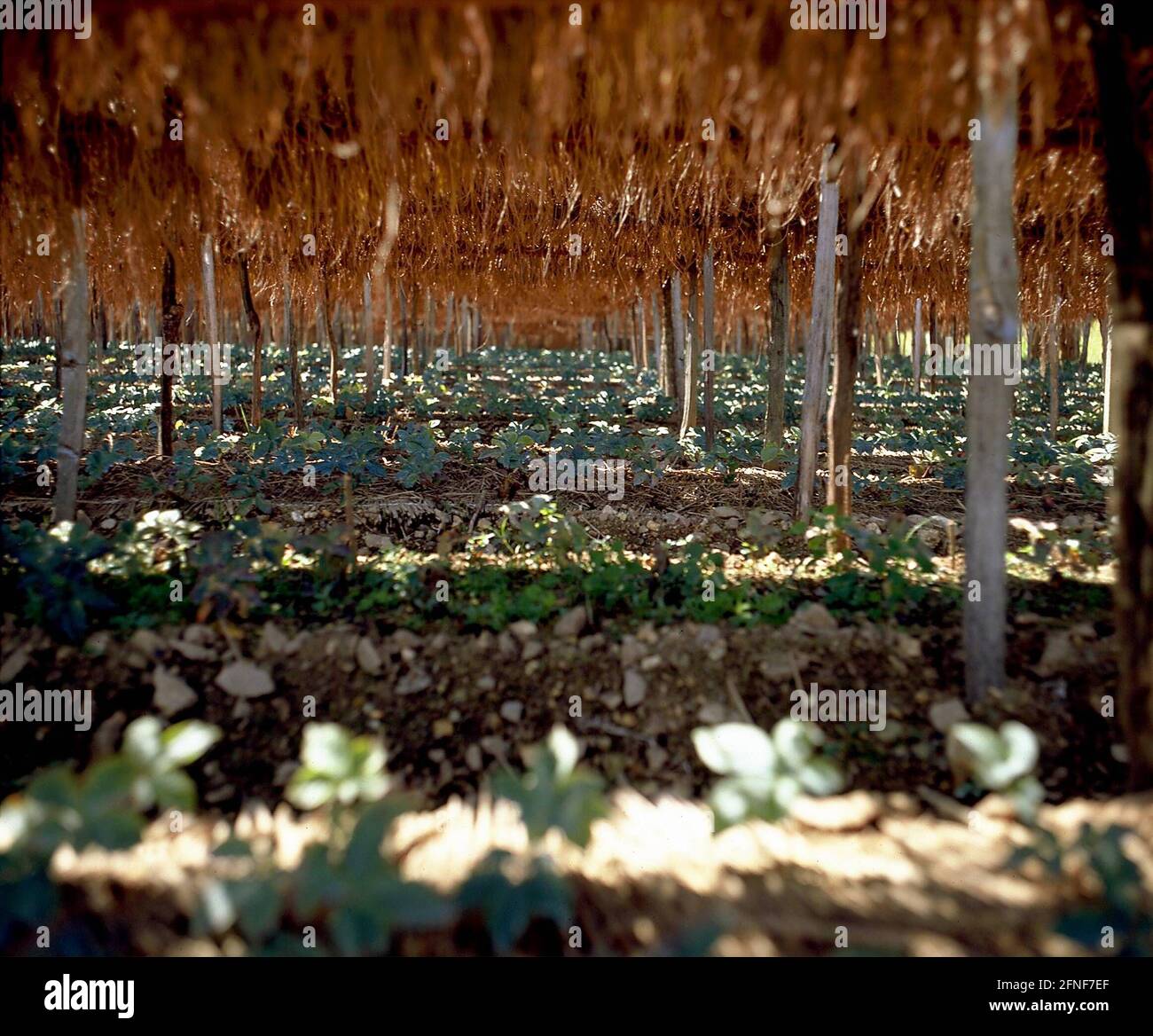 Poiché il ginseng è una pianta di ombra, i campi sono protetti dal sole con i tappetini di riso. [traduzione automatizzata] Foto Stock