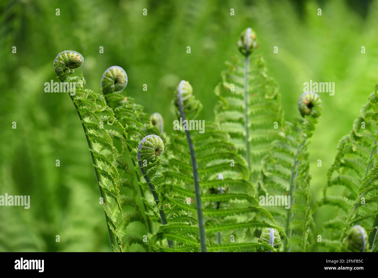 Verde giovane felce cresce in natura in primavera contro a. sfondo verde Foto Stock