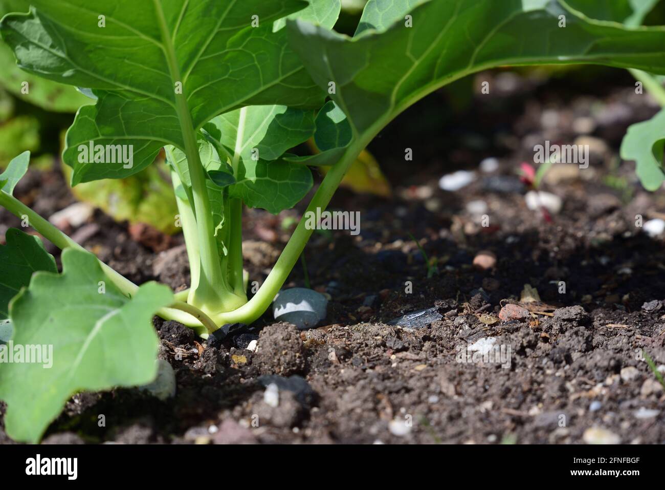Primo piano di kohlrabi giovani che crescono come una pianta in l'orto con foglie verdi nel terreno Foto Stock