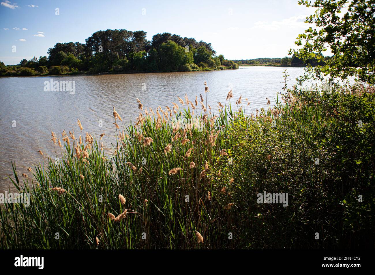 Parco Nazionale la Brenne, Francia Foto Stock