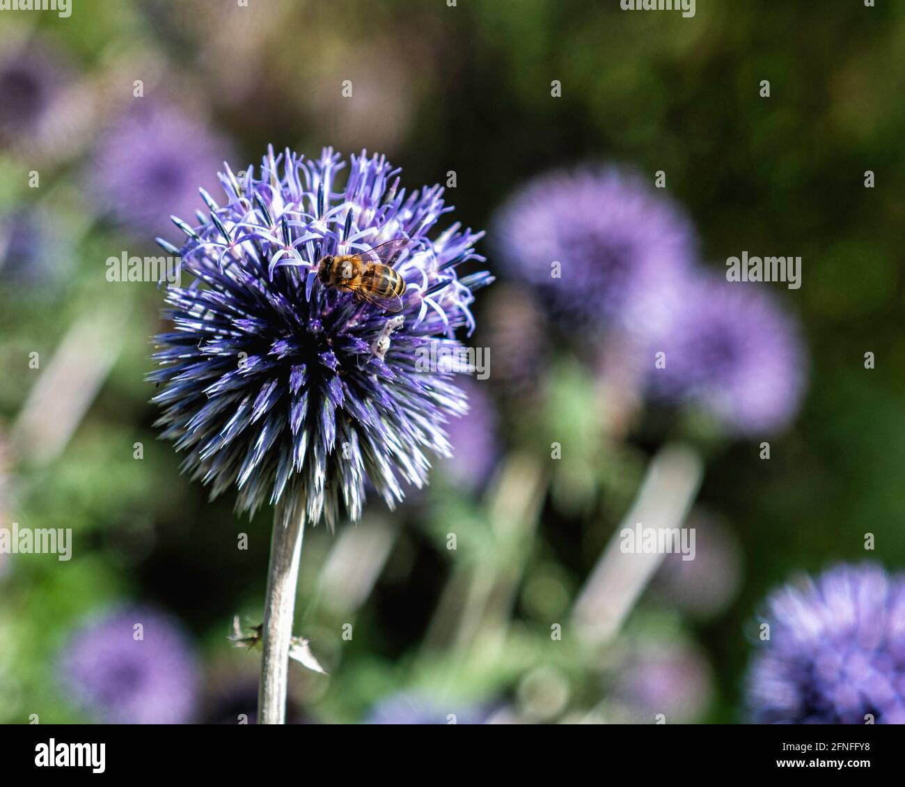 Thistle globo, Echinops Nitra. Pianta erbacea perenne con fiori blu-acciaio a forma di sfera Foto Stock