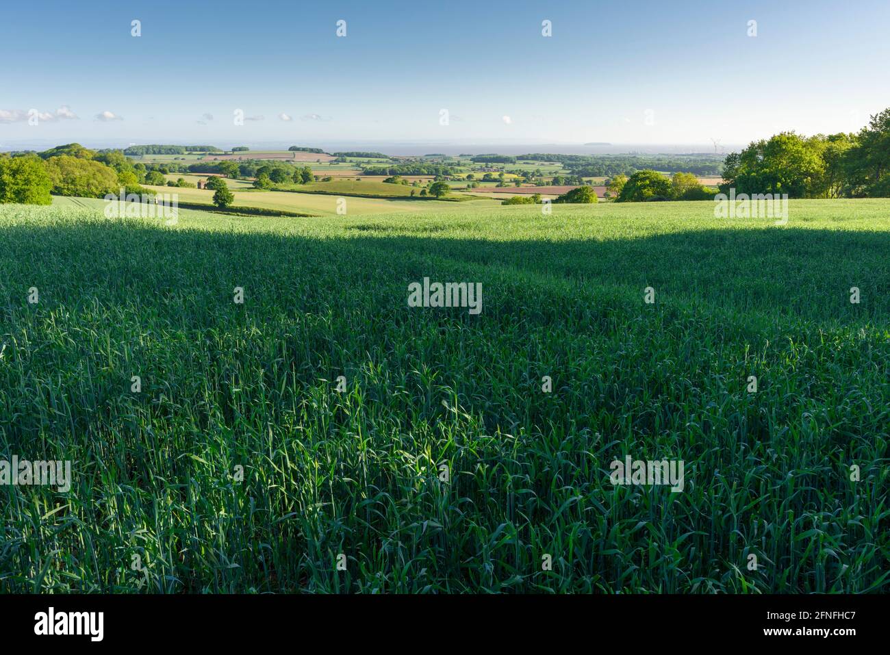 Un campo di colture ai piedi del Quantock Hills National Landscape, Somerset, Inghilterra. Foto Stock