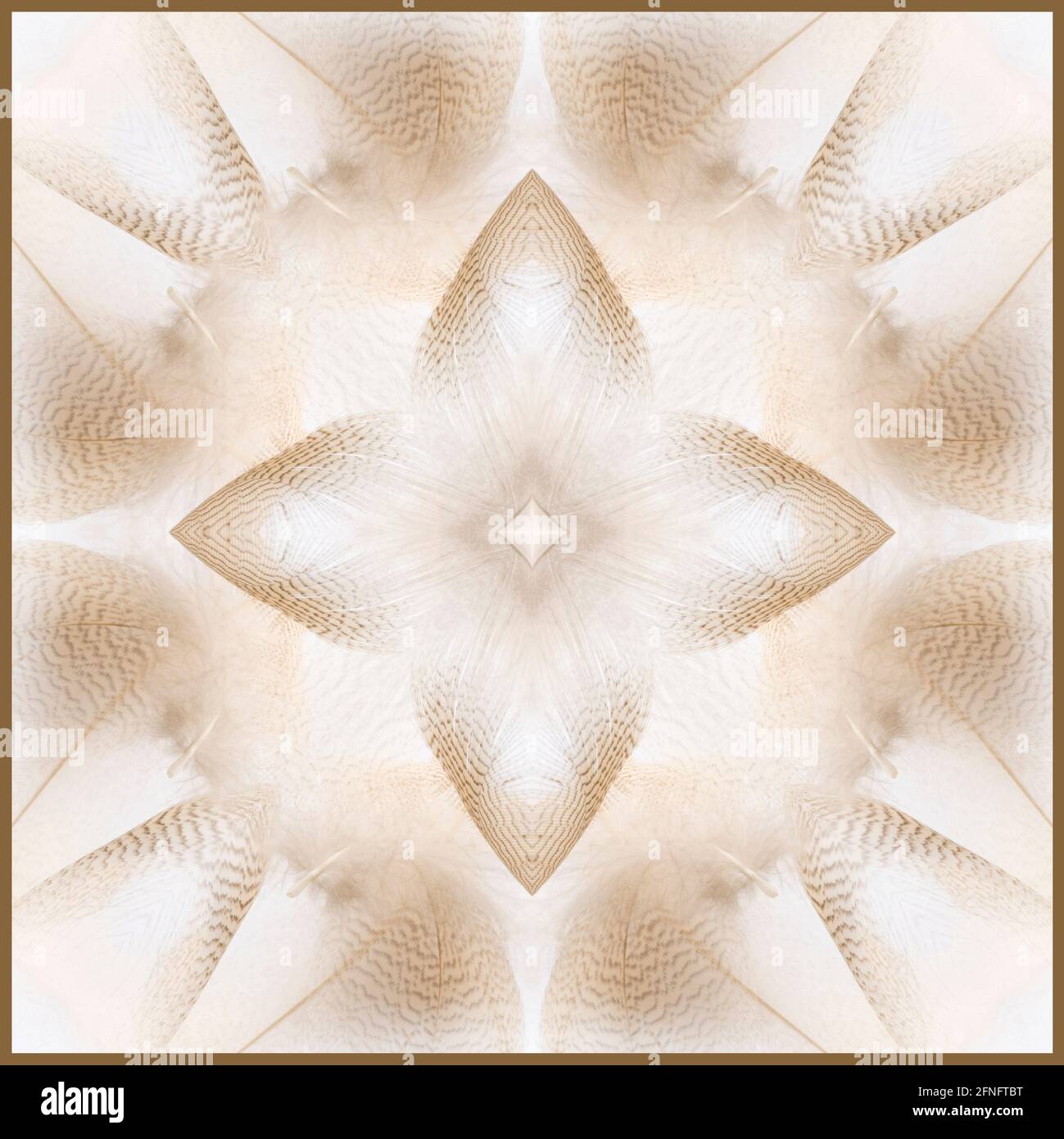 Caleidoscopio delle piume di un'Oca Foto Stock