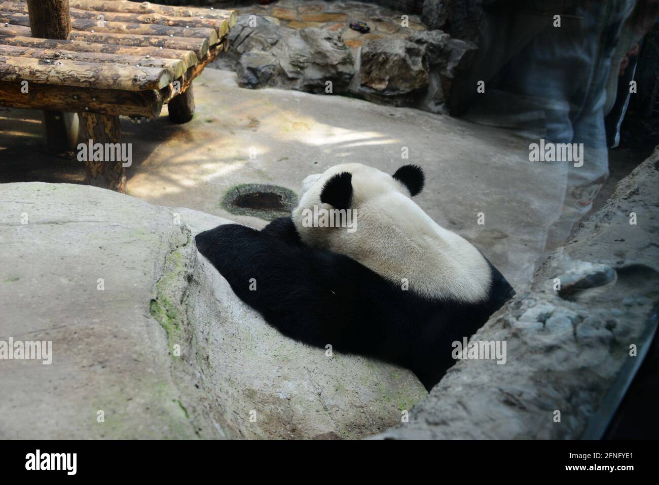 Pechino, Pechino, Cina. 17 maggio 2021. Il 17 maggio 2021, a Pechino, panda giganti dormono sonni tranquilli all'ombra. In quel giorno, le nuvole nella capitale si dissiparono, il sole splendeva e la temperatura aumentava. Nello zoo di Pechino, i panda giganti insopportabilmente caldi si nascosero all'ombra e si addormentarono, ridendo ai turisti in varie posizioni per dormire. Credit: SIPA Asia/ZUMA Wire/Alamy Live News Foto Stock