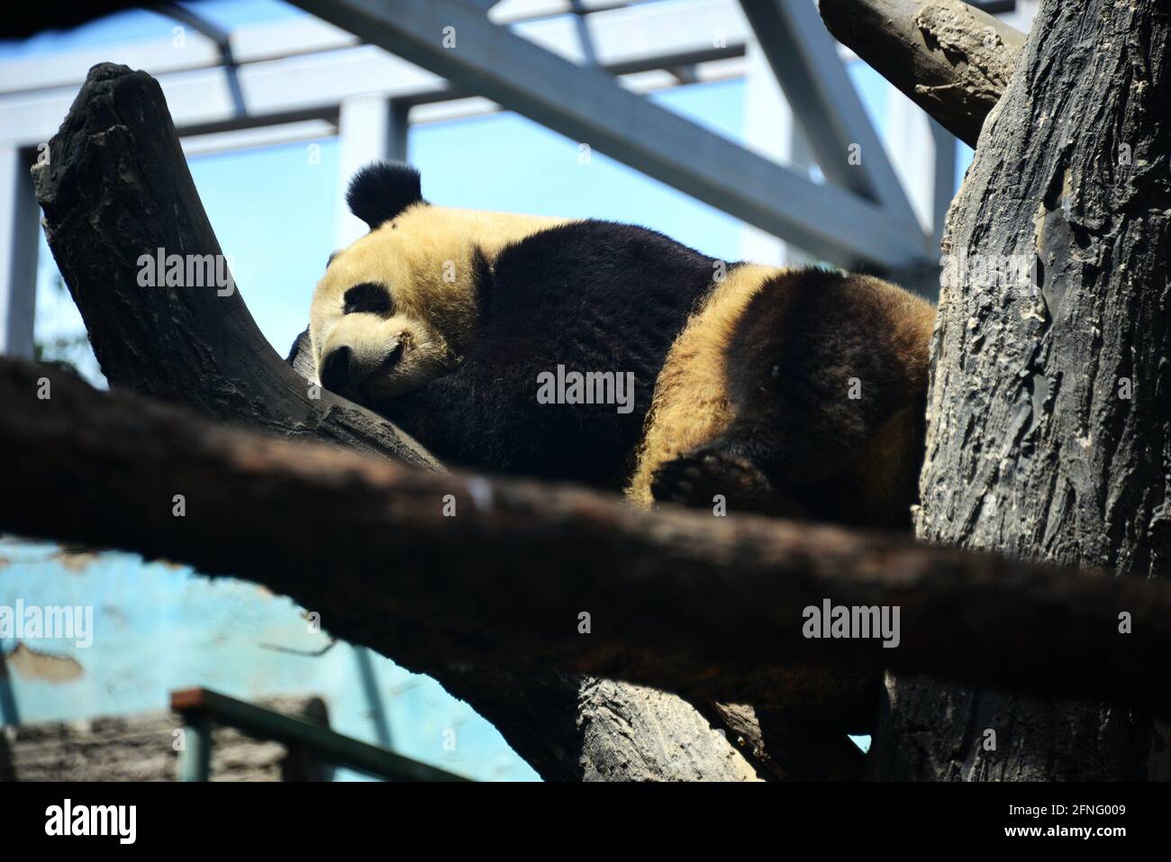 Pechino, Pechino, Cina. 17 maggio 2021. Il 17 maggio 2021, a Pechino, panda giganti dormono sonni tranquilli all'ombra. In quel giorno, le nuvole nella capitale si dissiparono, il sole splendeva e la temperatura aumentava. Nello zoo di Pechino, i panda giganti insopportabilmente caldi si nascosero all'ombra e si addormentarono, ridendo ai turisti in varie posizioni per dormire. Credit: SIPA Asia/ZUMA Wire/Alamy Live News Foto Stock