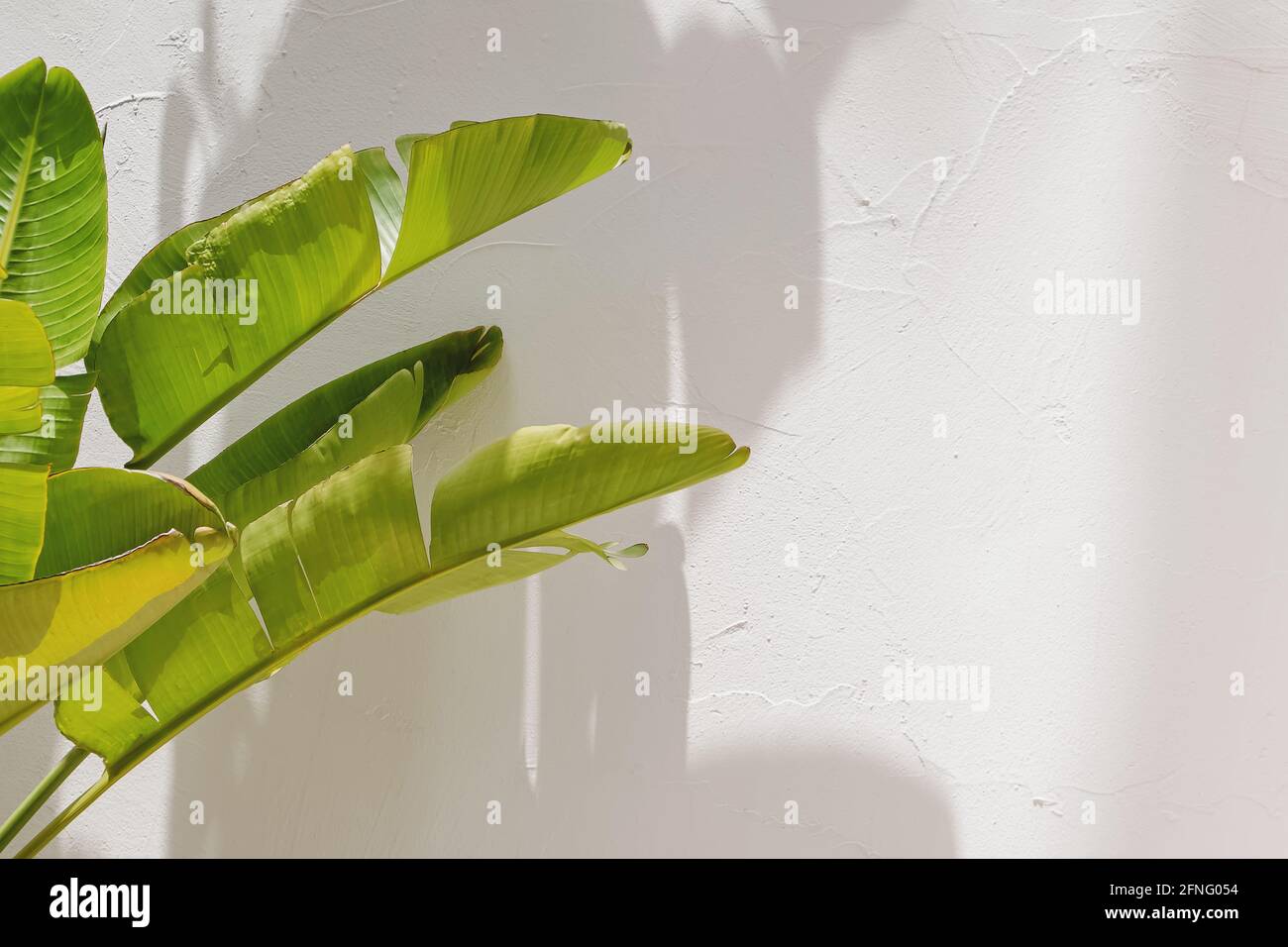 Verde rosa banana foglie sopra la parete bianca con ombre Foto Stock