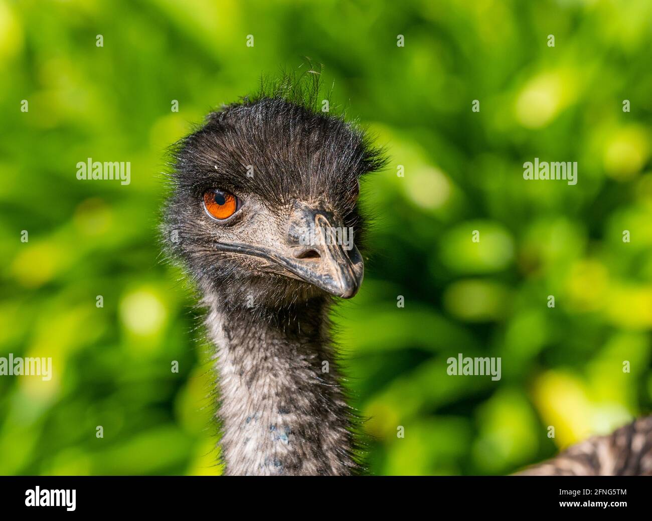 Ritratto di un emu (Dromaius novaehollandiae), il secondo uccello vivente più grande dopo lo struzzo. È endemico per l'Australia. Foto Stock