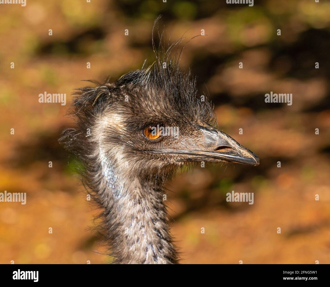 Ritratto di un emu (Dromaius novaehollandiae), il secondo uccello vivente più grande dopo lo struzzo. È endemico per l'Australia. Foto Stock