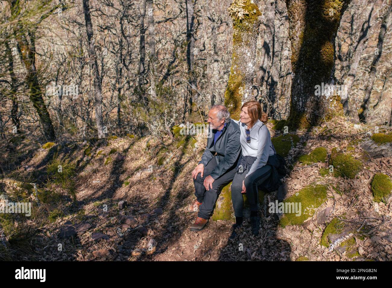Deliziati esploratori seduti vicino albero in foresta e di riposo durante trekking mentre si guarda via Foto Stock