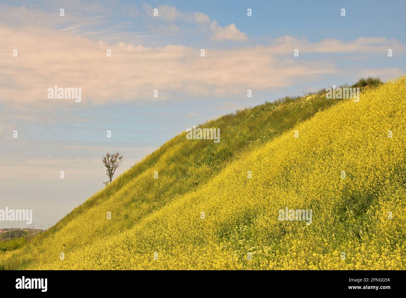 Campo di colza, solo albero e cielo blu in primavera Foto Stock