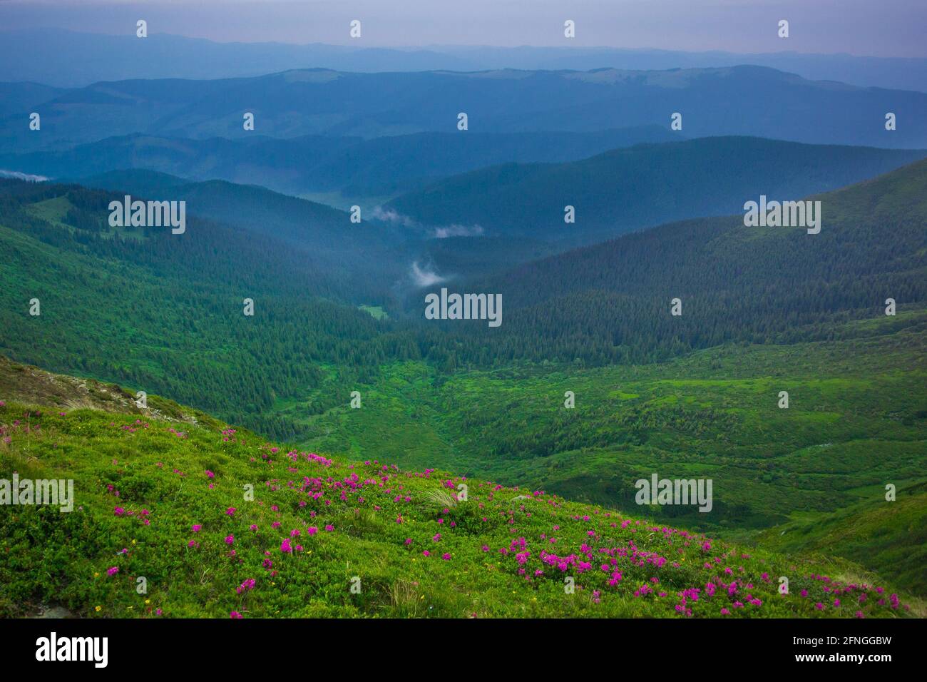 Vista del paesaggio estivo dalla cima del monte Hoverla, Carpazi Foto Stock