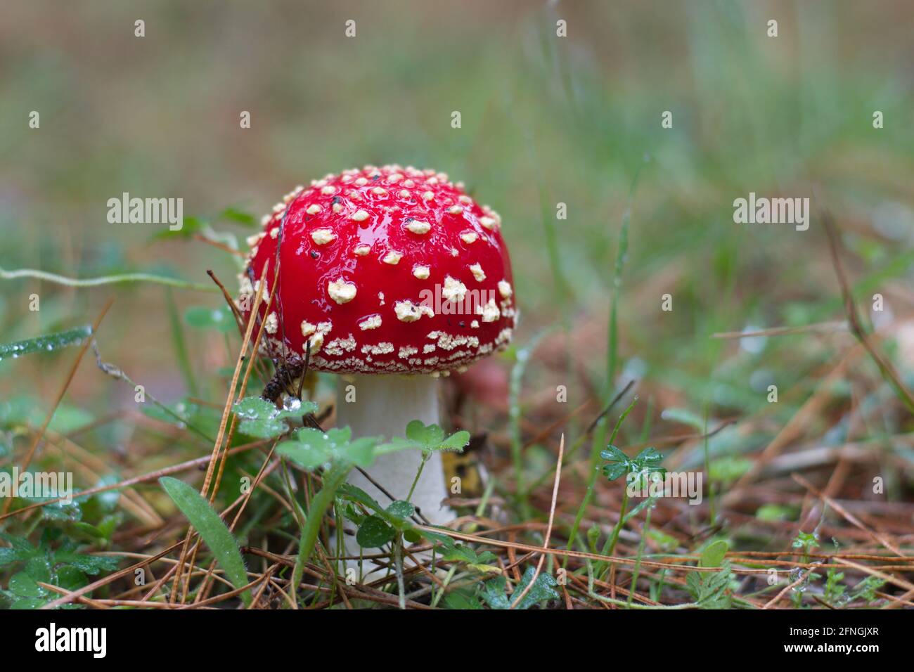 Camera singola con funghi agarici Fly al piano della foresta di pini Foto Stock