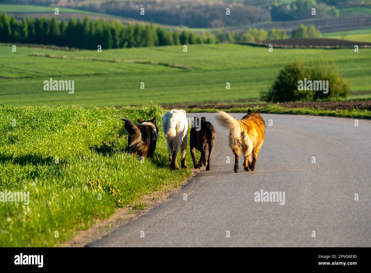 Un pacchetto di cani vaganti che vagano lungo la strada Foto Stock