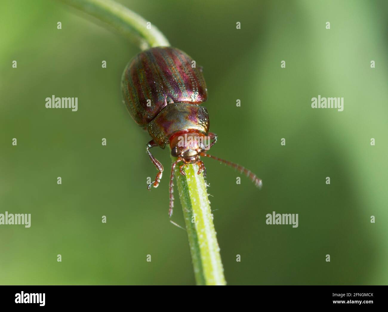 Scarabeo di rosmarino Foto Stock