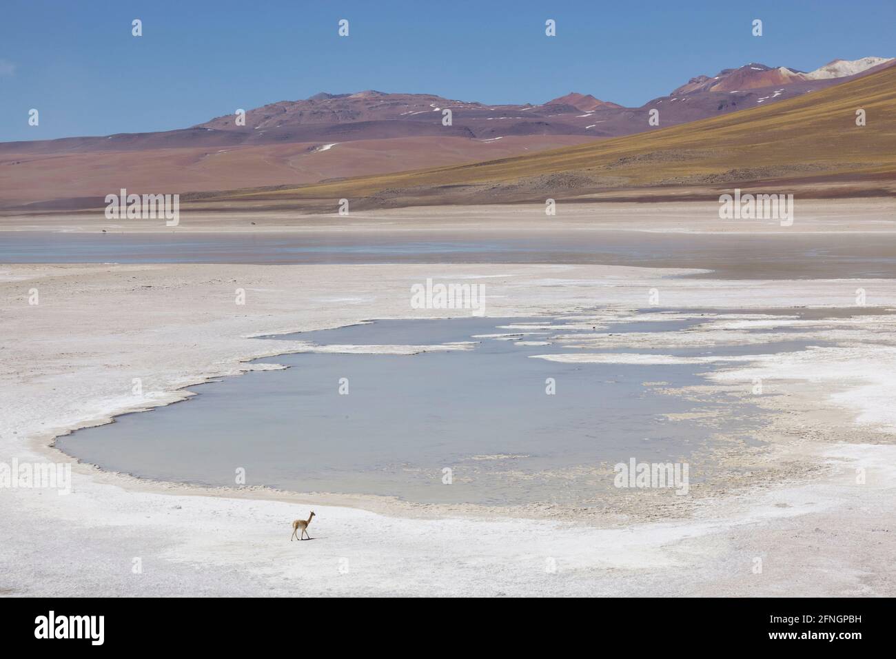 Sullo sfondo di cime vulcaniche, un lama solitario cammina lungo il bordo della Laguna Verde, Bolivia. Foto Stock