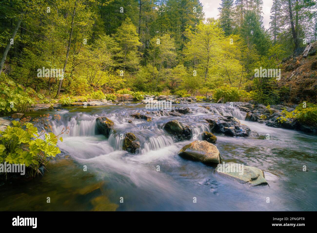 Pittoresco ruscello di montagna e sognante fogliame primaverile. Catturato su Squaw Valley Creek nella contea di Siskiyou, California, Stati Uniti. Foto Stock