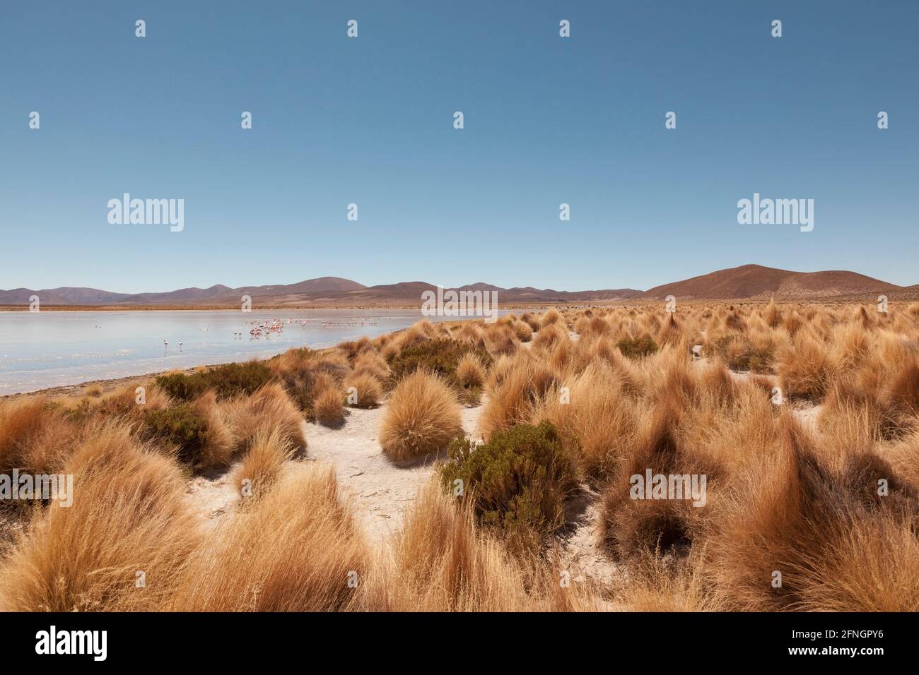 I fenicotteri pagaiano nelle acque della Laguna Verde, Bolivia Foto Stock
