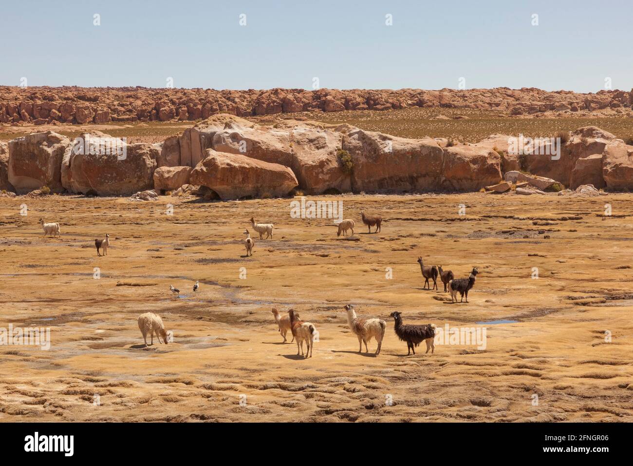 Llama che pascolano in zone remote del deserto della Bolivia. Foto Stock