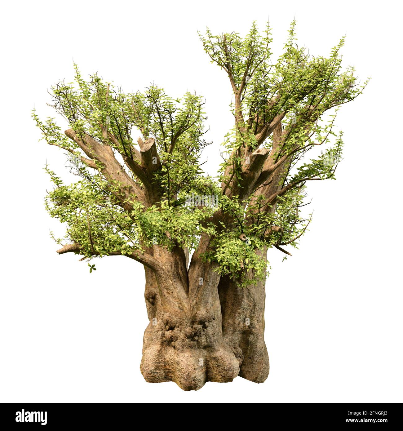 Rendering 3D di un albero di baobab africano verde isolato sfondo bianco Foto Stock
