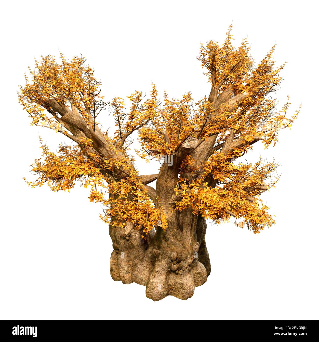 Rendering 3D di un albero di baobab africano giallo isolato su sfondo bianco Foto Stock