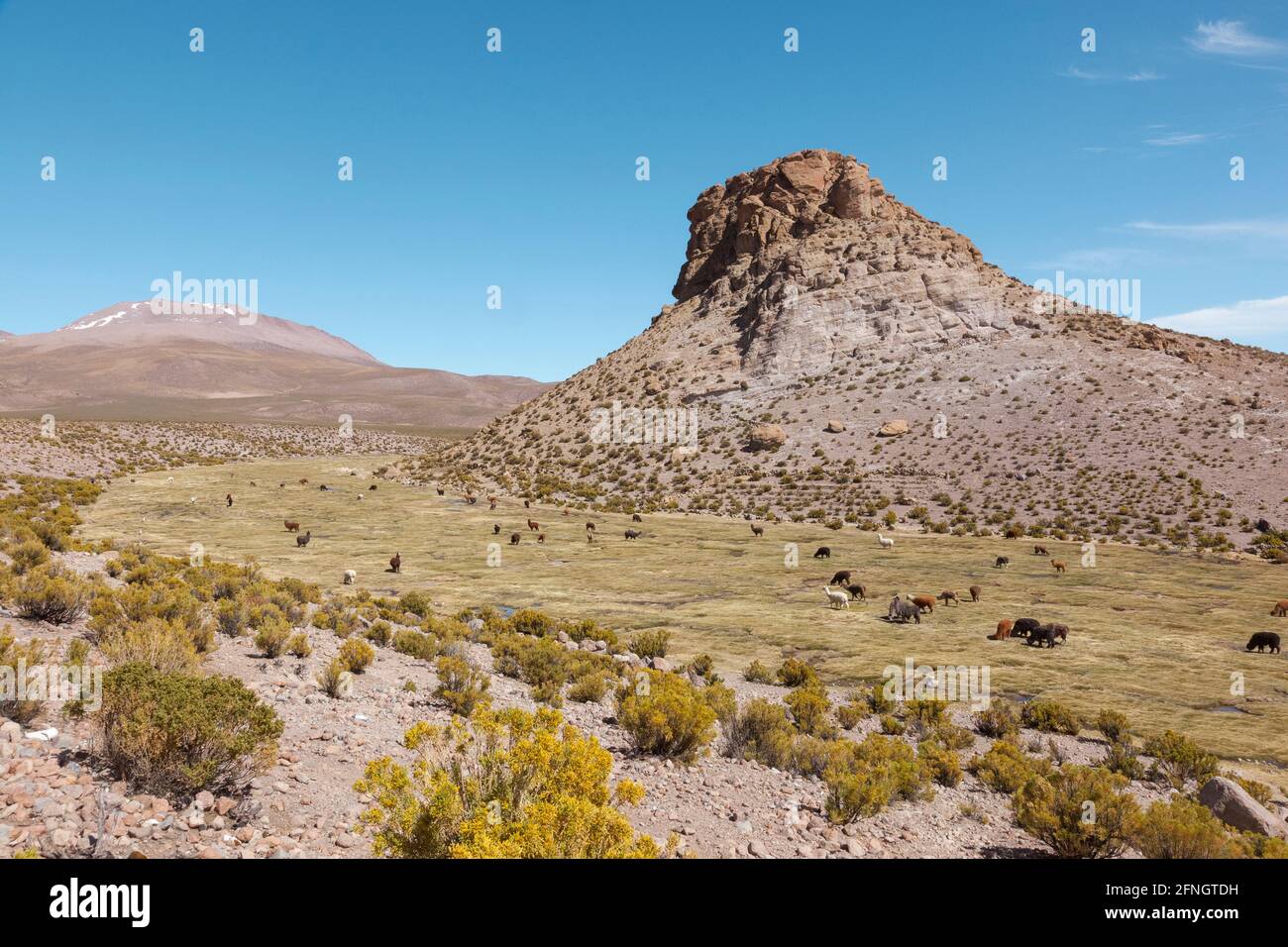 Lama che vagano per il paesaggio desertico della Bolivia. Frequenti in tutte le regioni desertiche sudamericane, ampiamente utilizzato come carne e impacco animale Foto Stock