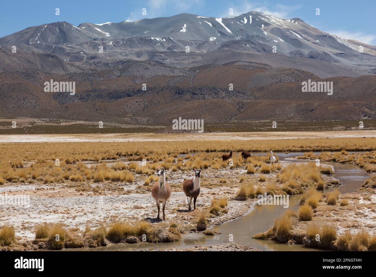 Lama che vagano per il paesaggio desertico della Bolivia. Frequenti in tutte le regioni desertiche sudamericane, ampiamente utilizzato come carne e impacco animale Foto Stock