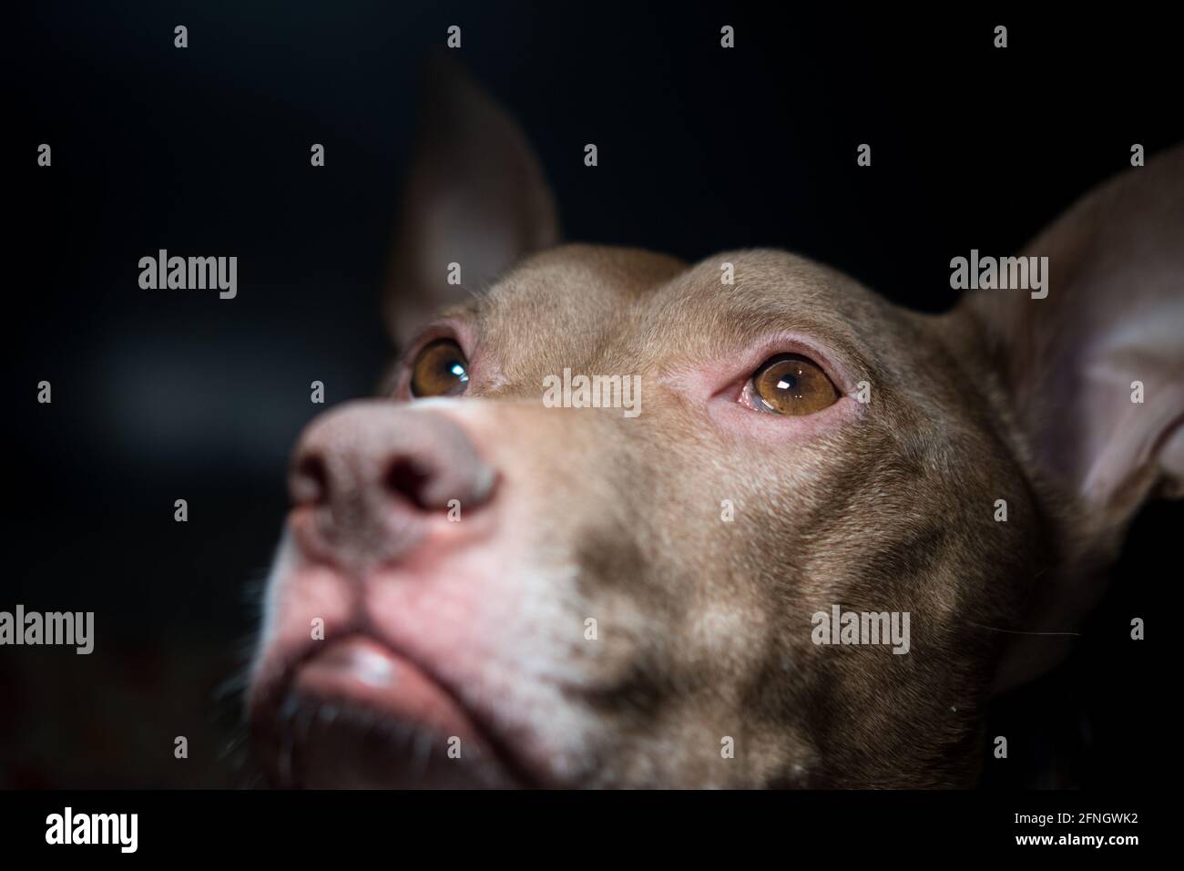 Pitbull mescola il viso nella luce Foto Stock
