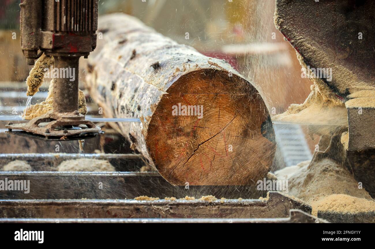 Solingen, Nord Reno-Westfalia, Germania - tronco di abete rosso, qui il legno di abete rosso infestato da barbabietole, Kaeferholz, è trasformato in legname da costruzione Foto Stock