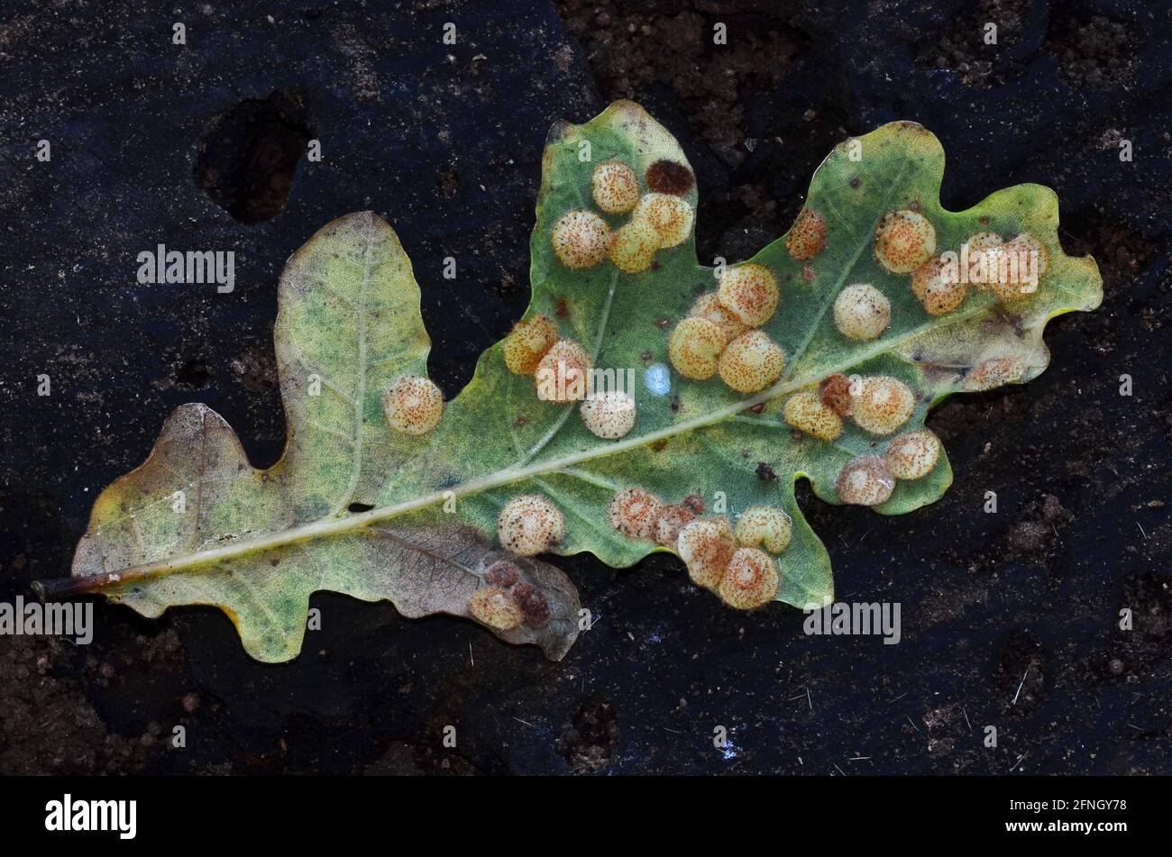 Spangle comune galli della cynipid wasp neuroterus quercusbaccarum sul lato inferiore di farnia leaf Foto Stock
