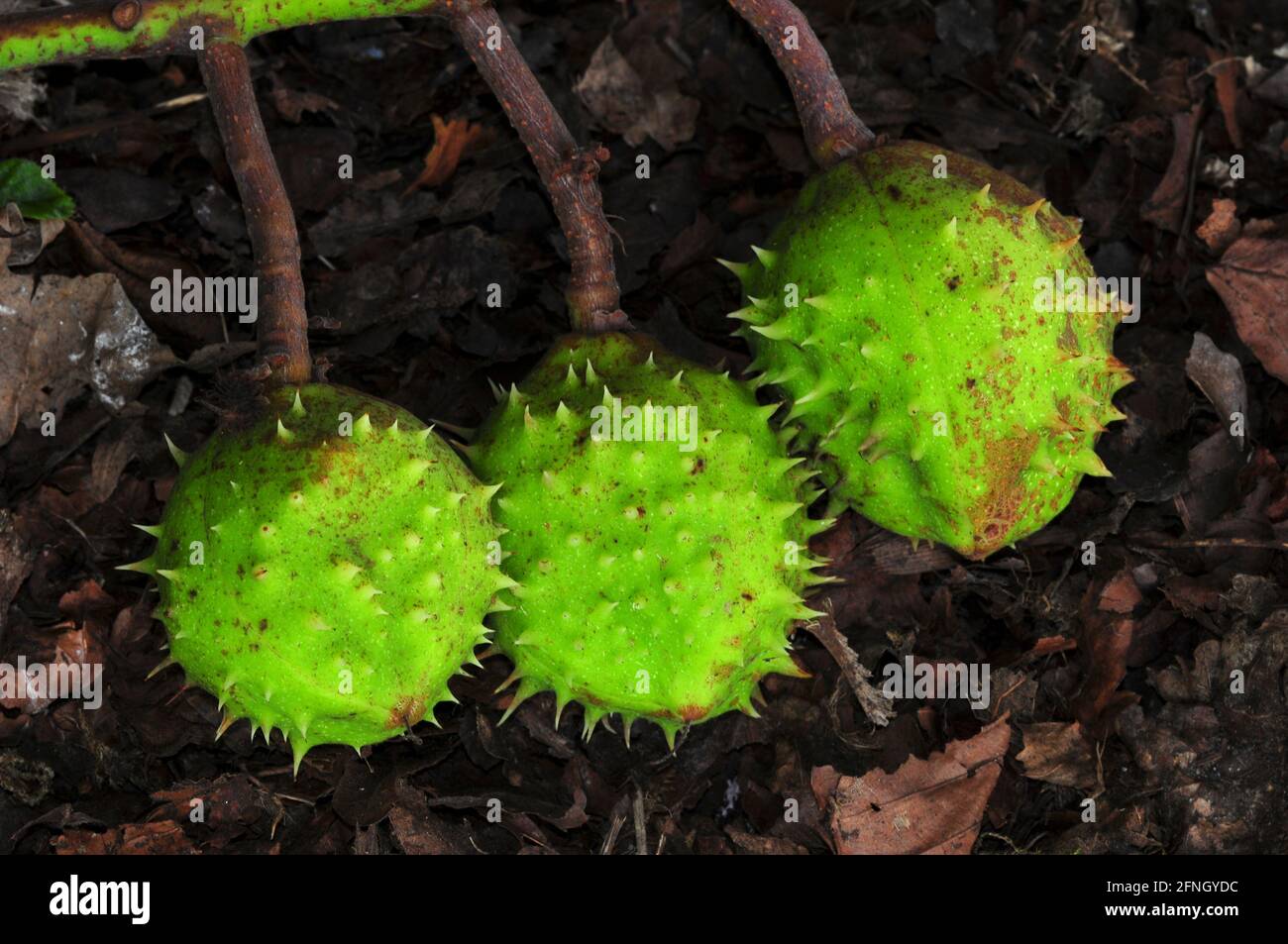 Castagne di cavallo immature soffiate in tempesta. Foto Stock
