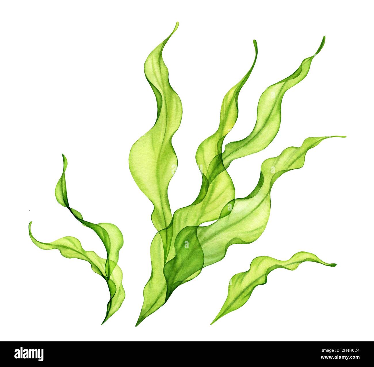 Macchia di alghe acquatiche. Trasparente pianta di mare verde isolata su bianco. Collezione di illustrazioni botaniche realistiche. Erba subacquea dipinta a mano Foto Stock