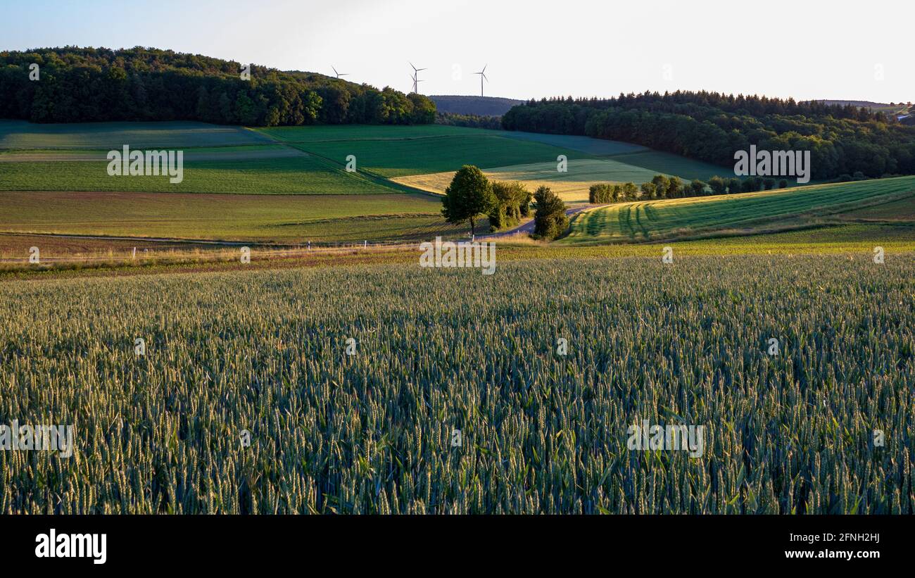 Campo verde di grano la sera in paesaggio rurale nella valle Taubertal, Germania. Vista panoramica sulla campagna verde in estate Foto Stock