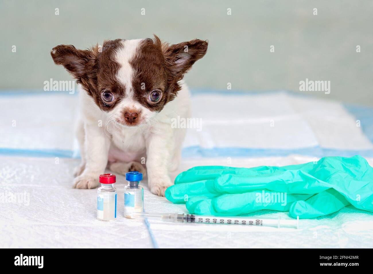 Un piccolo cucciolo di Chihuahua si siede su un tavolo in una clinica veterinaria. Foto Stock