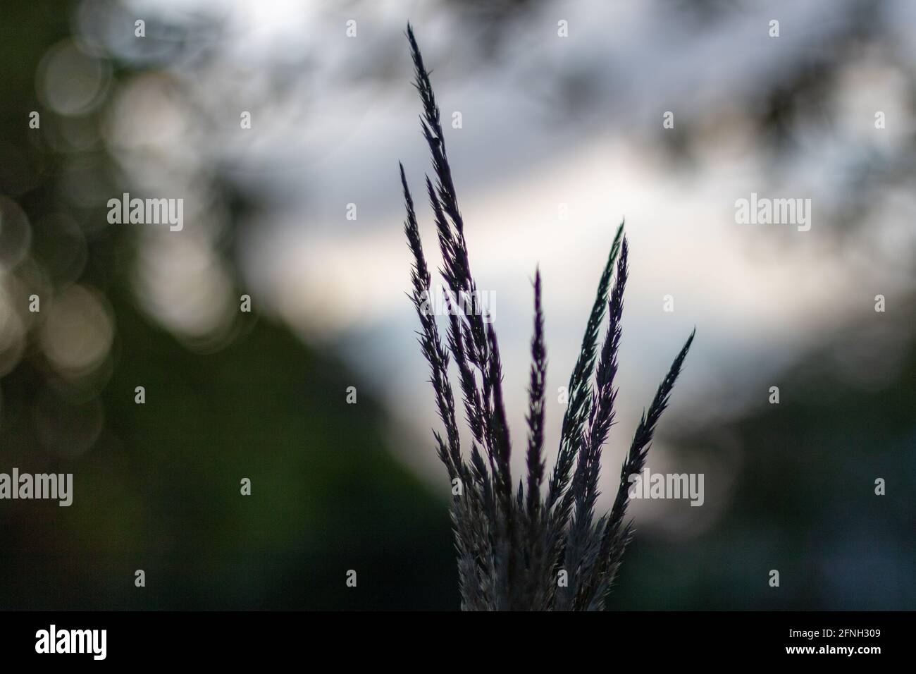 silhouette in erba nella luce del mattino in germania, primo piano e messa a fuoco selettiva Foto Stock