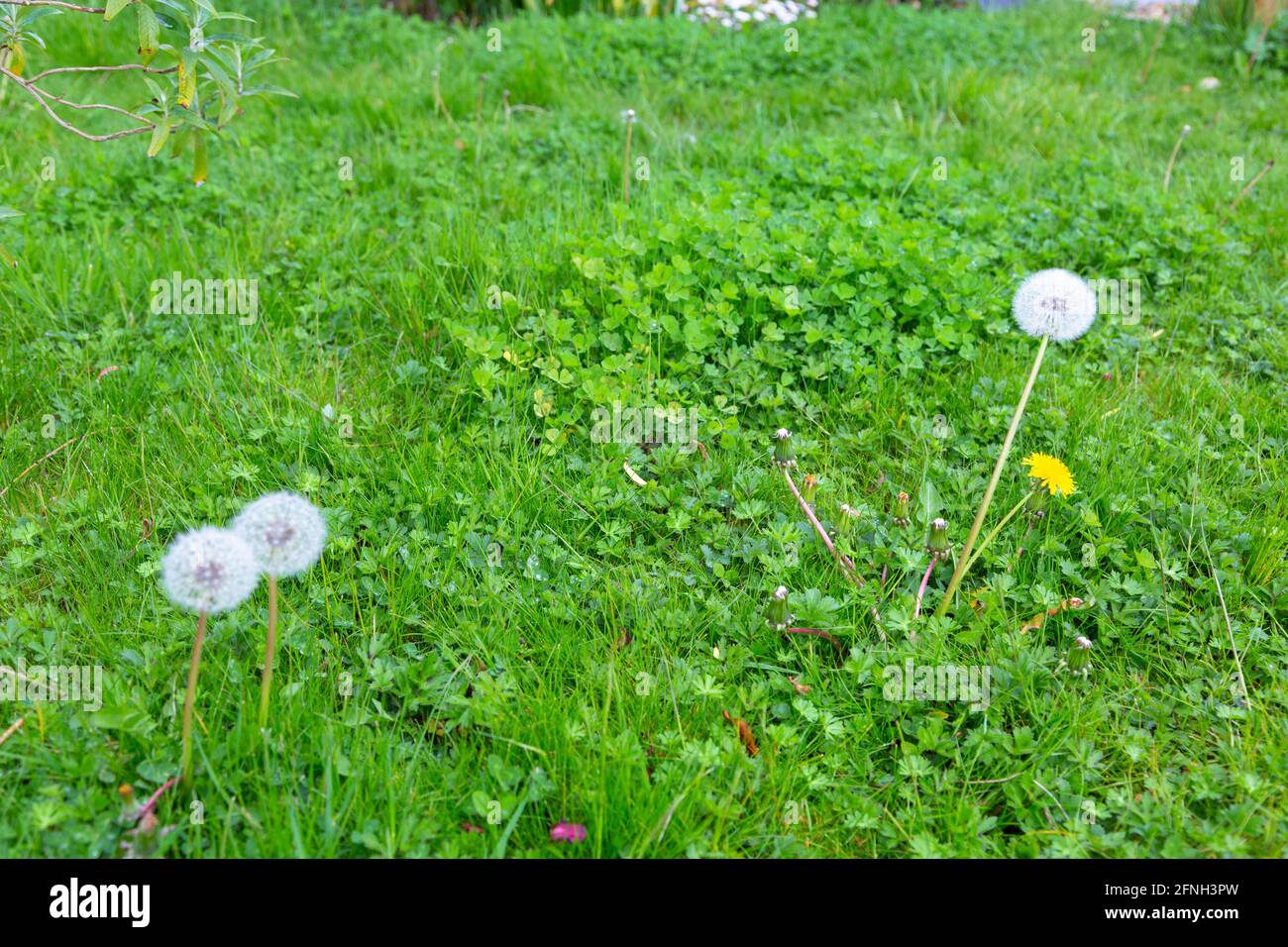 Ashford, Kent, Regno Unito. 17 maggio 2021. Il mese di maggio è No Mow maggio come i giardinieri sono incoraggiati a non falciare i loro giardini durante l'intero mese di maggio. Questa campagna si concentra sull'attrarre la maggior parte della fauna selvatica nei nostri giardini per aiutare le nostre api, farfalle e altri impollinatori il più possibile. Photo Credit: Paul Lawrenson /Alamy Live News Foto Stock
