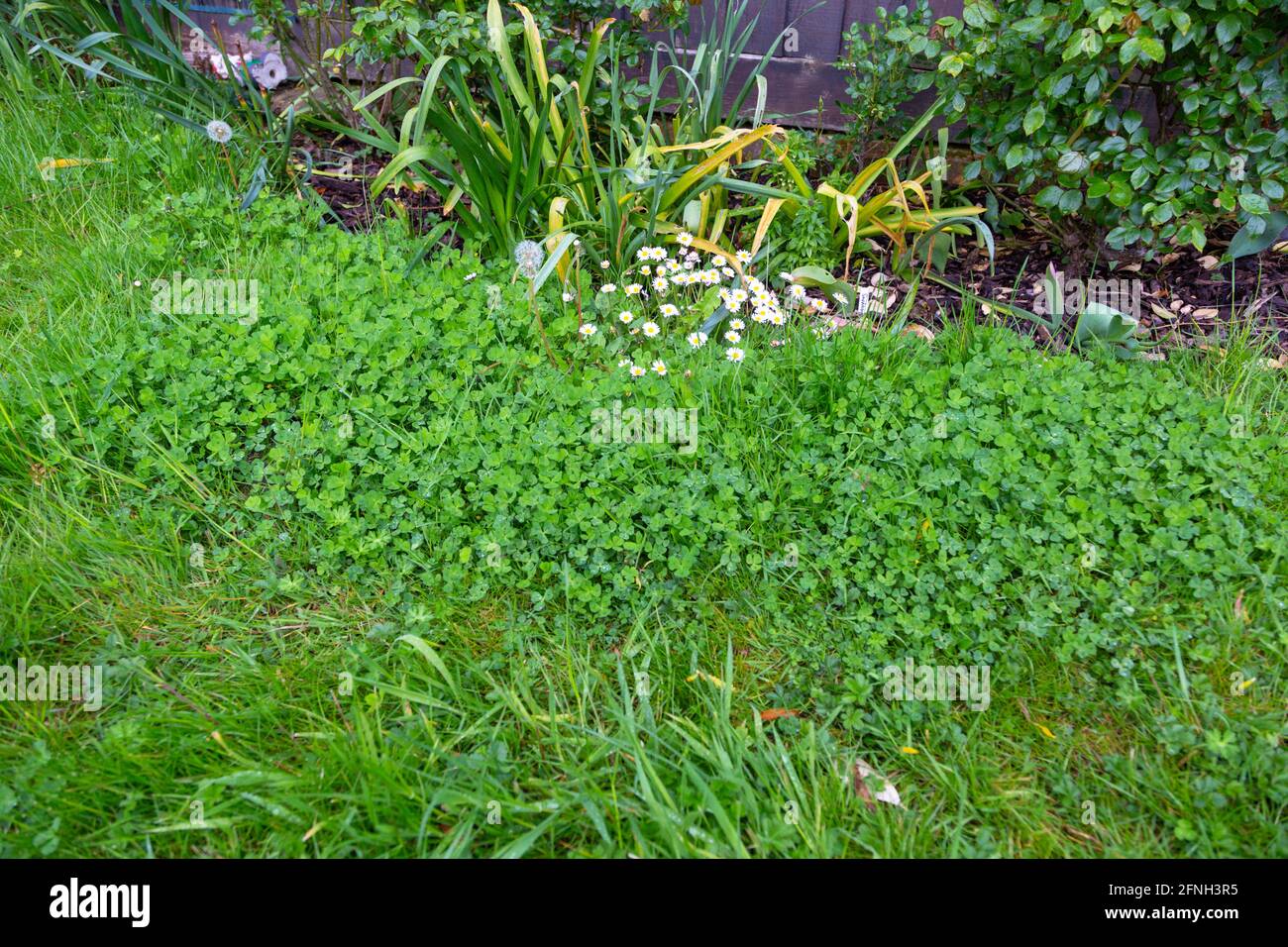 Ashford, Kent, Regno Unito. 17 maggio 2021. Il mese di maggio è No Mow maggio come i giardinieri sono incoraggiati a non falciare i loro giardini durante l'intero mese di maggio. Questa campagna si concentra sull'attrarre la maggior parte della fauna selvatica nei nostri giardini per aiutare le nostre api, farfalle e altri impollinatori il più possibile. Photo Credit: Paul Lawrenson /Alamy Live News Foto Stock