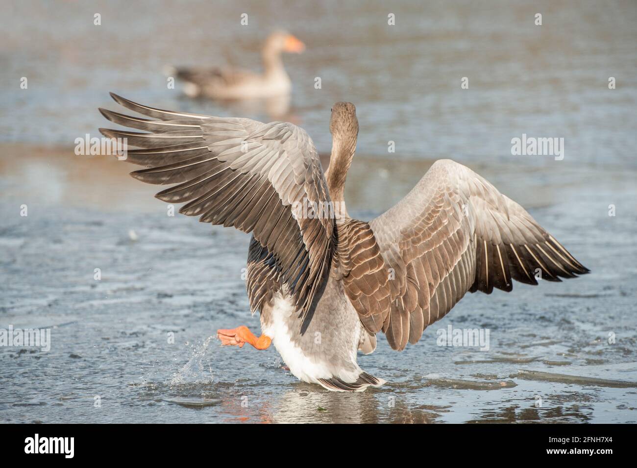 Oca egiziana che cade attraverso ghiaccio sottile su un parzialmente congelato lago Foto Stock
