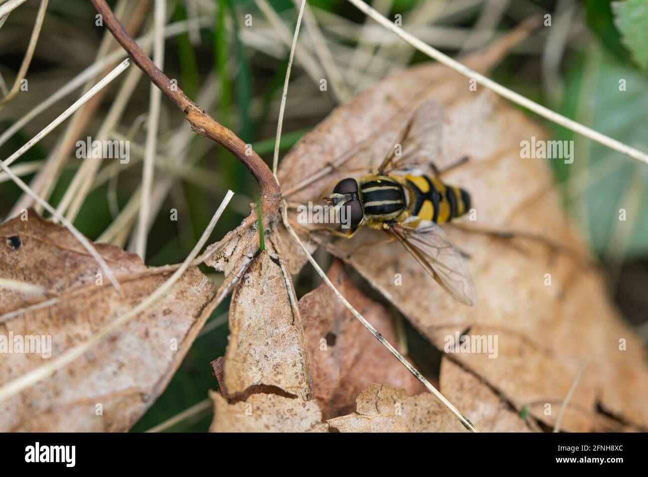 Volo di palude a testa stretta a Springtime Foto Stock