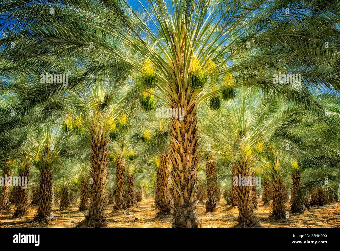 Data la struttura Palm Tree orchard con la maturazione dei frutti. Indio, California Foto Stock
