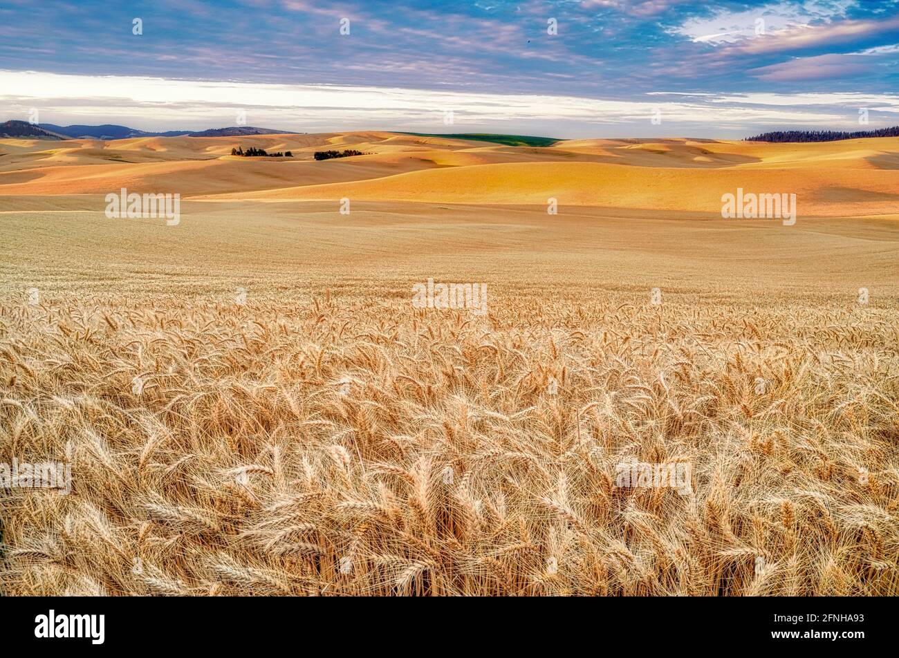 Vasto campo di grano all'alba. The Palouse, Washington Foto Stock