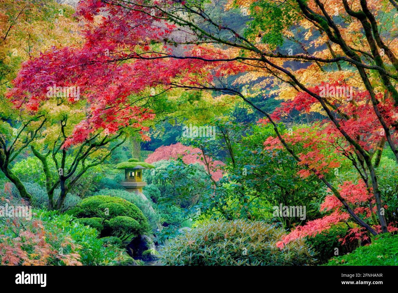 Aceri giapponesi di colore autunnale. Portland Japanese Gardens, Portland, Oregon Foto Stock