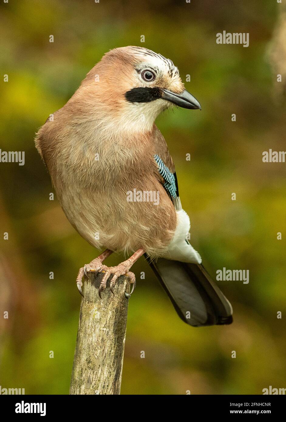 Uccello del Jay Foto Stock