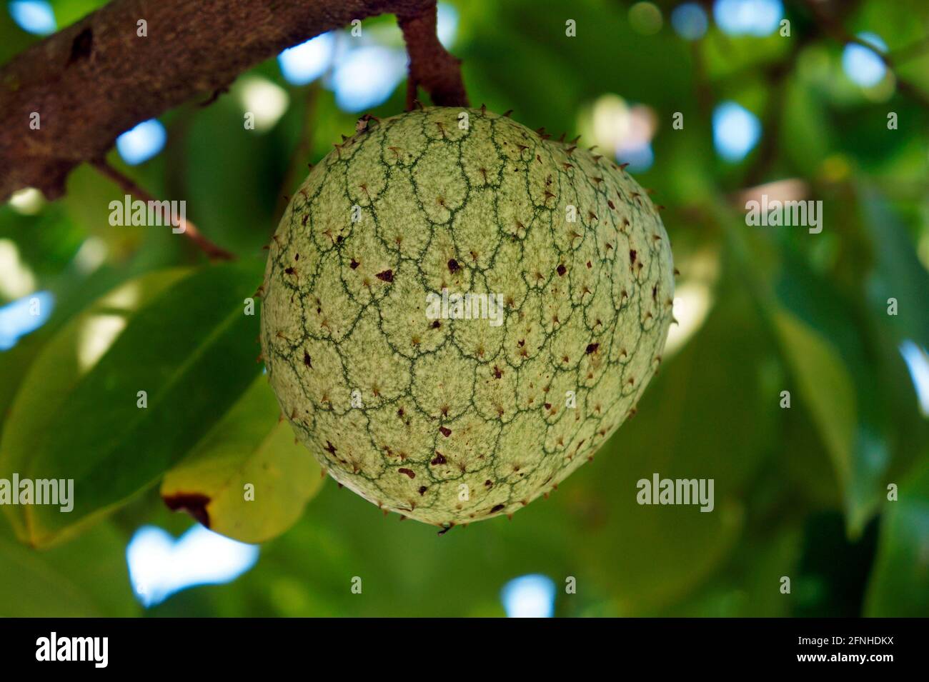 Frutto verde del cuore del torello (Annona reticulata) Foto Stock