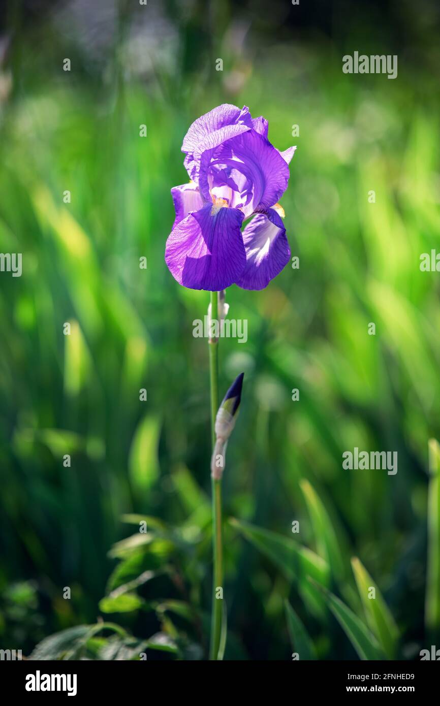 Bel germoglio fiorito di iris viola fiore in erba verde alta (fuoco su fiore, sfondo bokeh) foto verticale Foto Stock