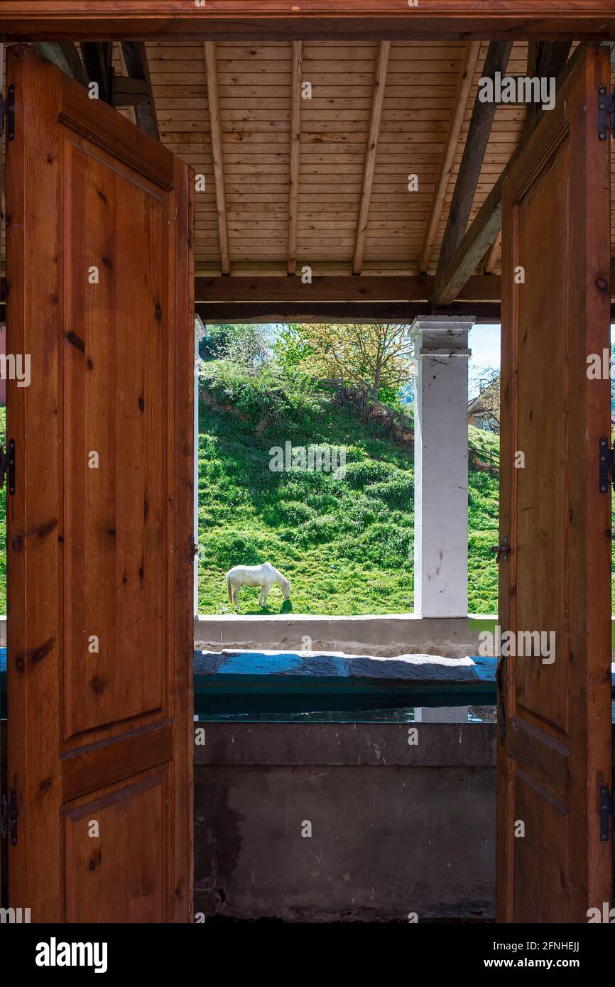 Cavallo bianco pascolo in un prato verde in un villaggio Nelle Asturie visto attraverso le porte di un luogo di lavaggio la fotografia è in formato verticale ed è stata Foto Stock