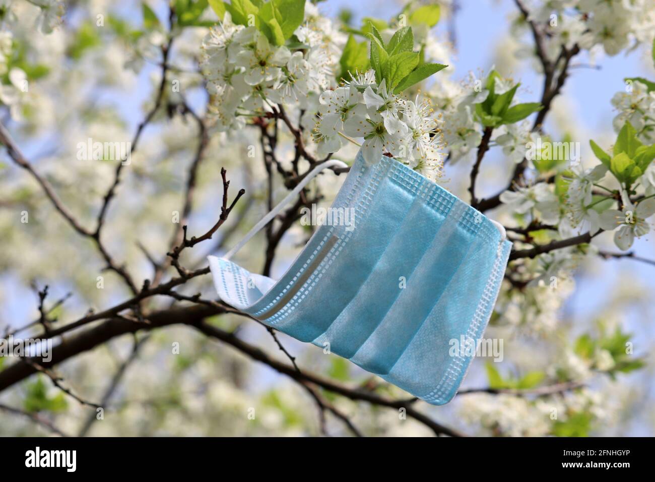 Maschera medica su un ramo con fiore di ciliegio. Fiori bianchi in primavera, concetto di fine quarantena durante la covid-19 coronavirus pandemia Foto Stock