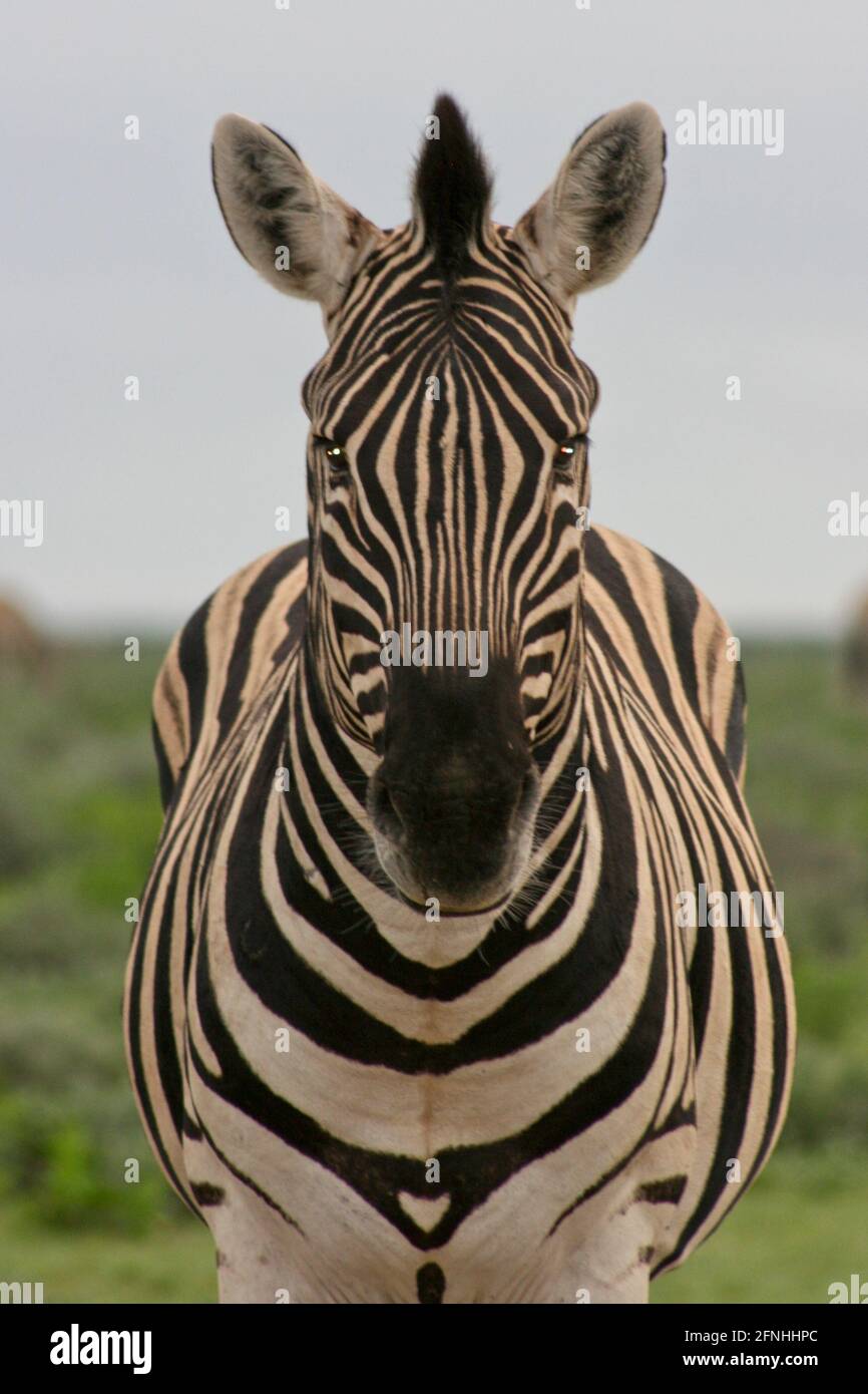 Davanti al ritratto della selvaggia Zebra di Burchell (Equus quagga burchellii) fissando una perfetta simmetria nella natura Parco Nazionale di Etosha, Namibia. Foto Stock