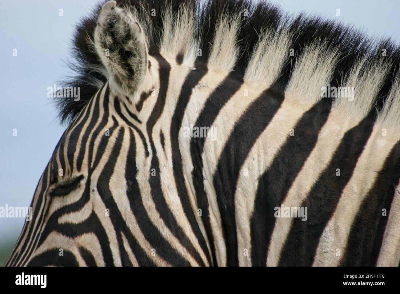 Davanti al ritratto della testa della Zebra di Burchell (Equus quagga burchellii) che mostra i modelli nella natura e gli animali Parco Nazionale di Etosha, Namibia. Foto Stock