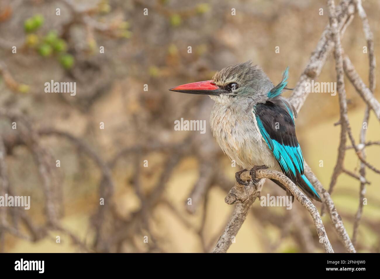 Woodland Kingfisher - Halcyon senegalensis, bel pescatore di alberi da collori da boschi e foreste in Africa a sud del Sahara, lago Ziway, et Foto Stock