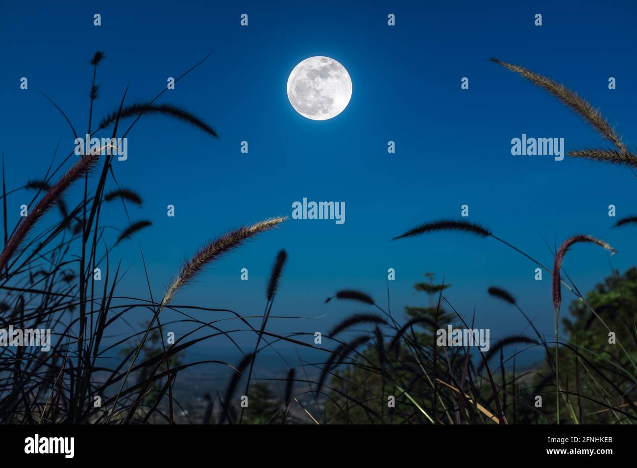 Piuma pennisetum o erba di missione crescono su cielo blu e luminoso sfondo luna piena. All'aperto di notte. (Fuoco selettivo) Foto Stock